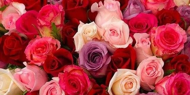 Miss_SIMY's profile banner image