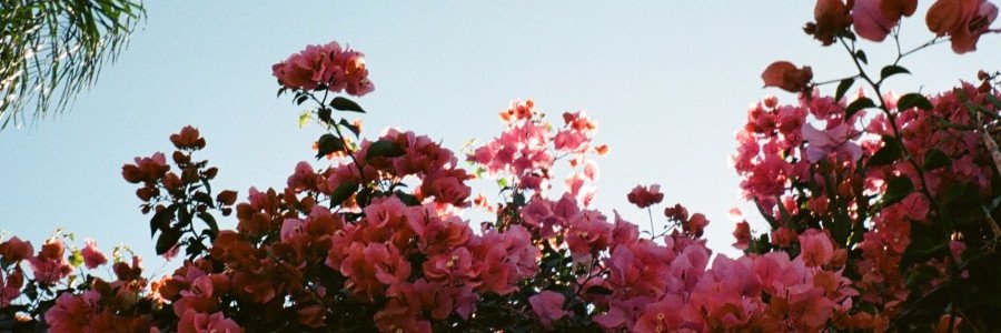 xavicci's profile banner image