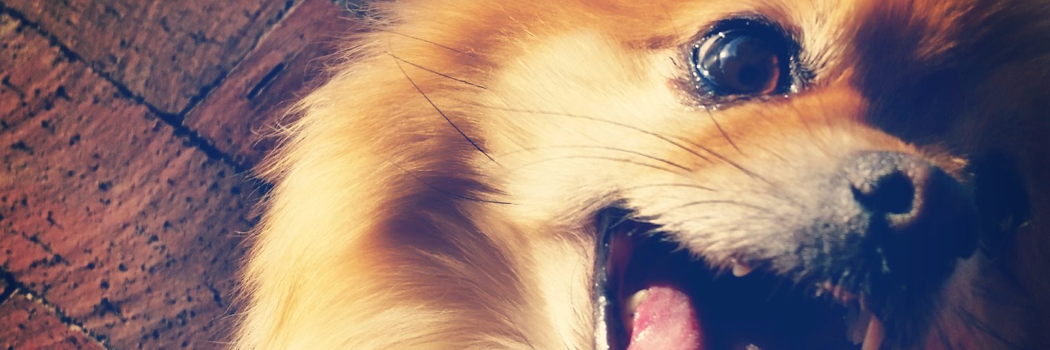Tralaloni's profile banner image
