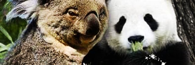 ssafak14's profile banner image