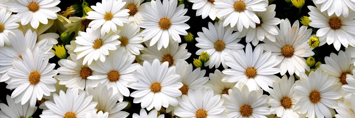 cassidy_mcc's profile banner image