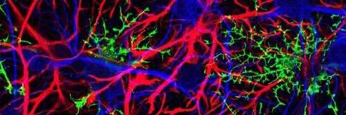 #hellomynameis Sophie Brown banner