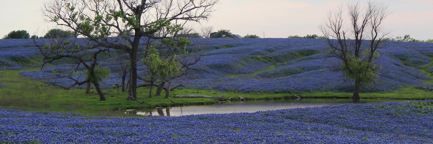 Ennis Bluebonnet Profile Banner