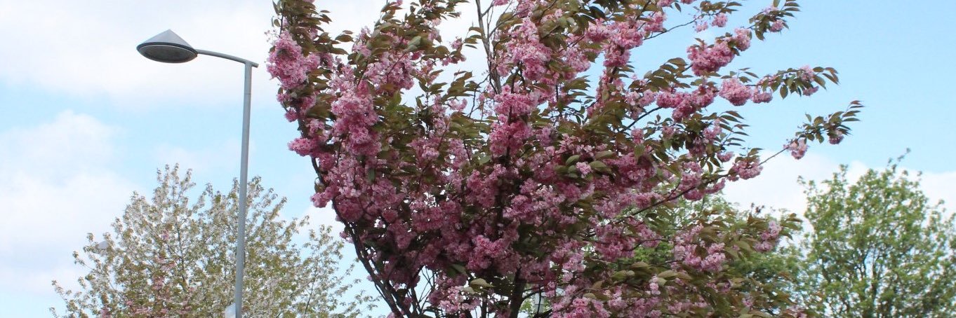 chu❤︎chu🦋 banner