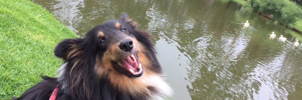 chrmogollon's profile banner image