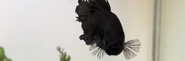 keep_it_ken Profile Banner