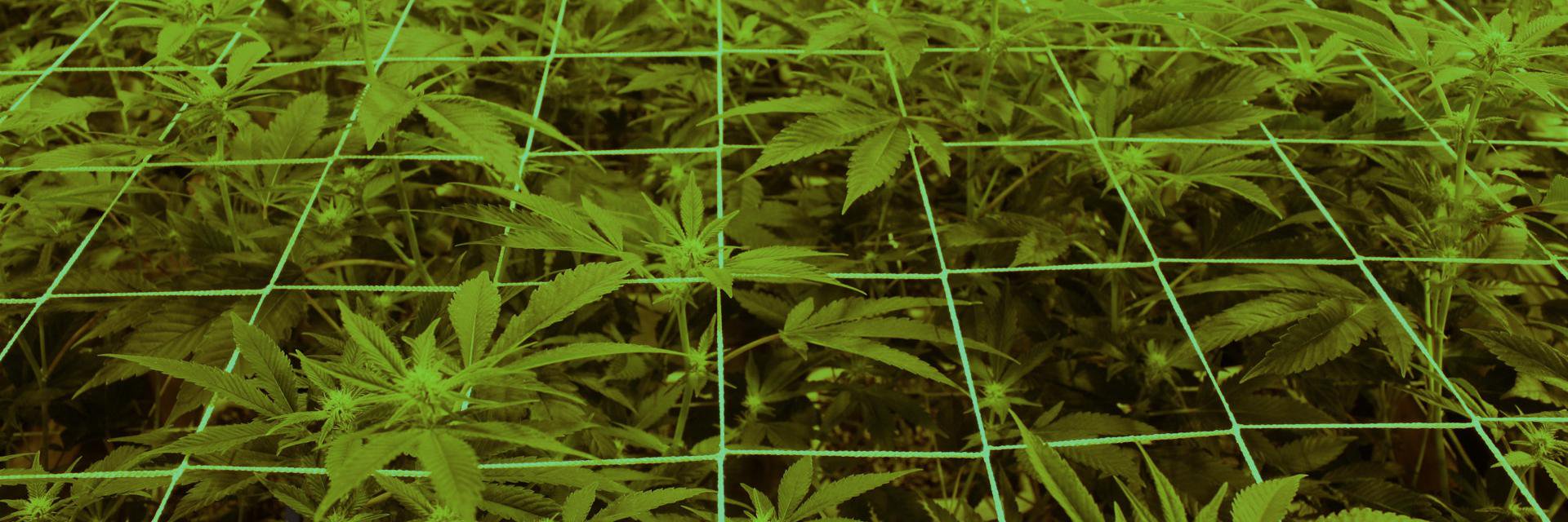 HazeDispensary's profile banner image