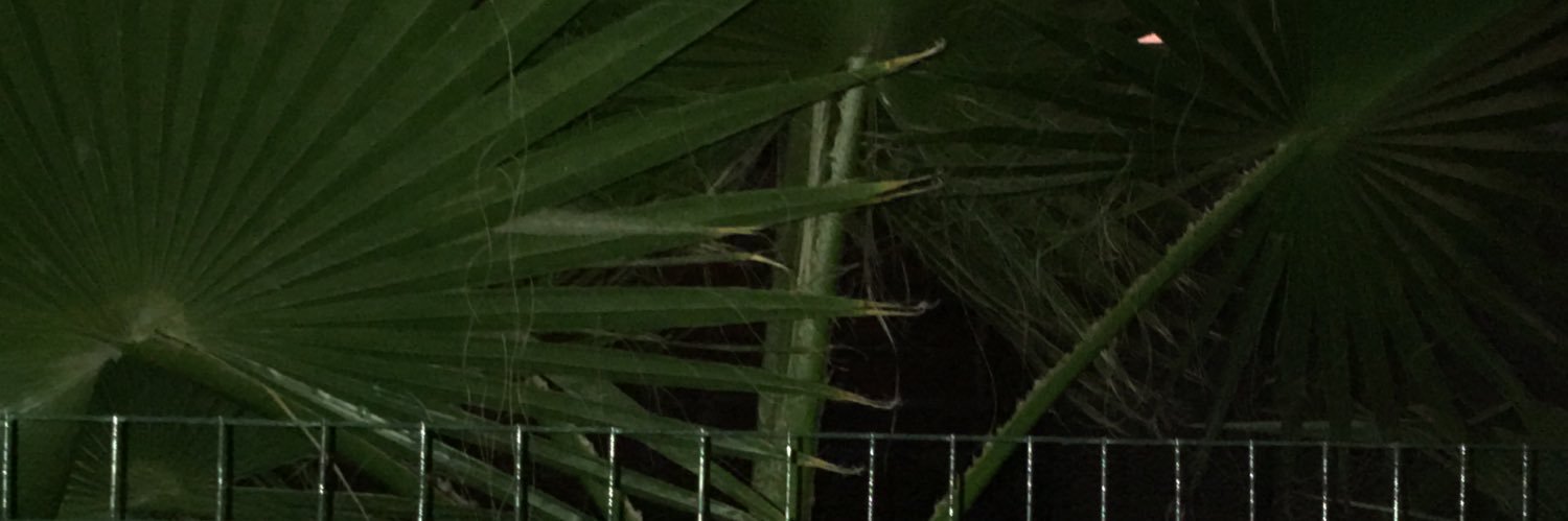 cristalsila's profile banner image