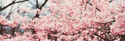 Marcia_pingie's profile banner image