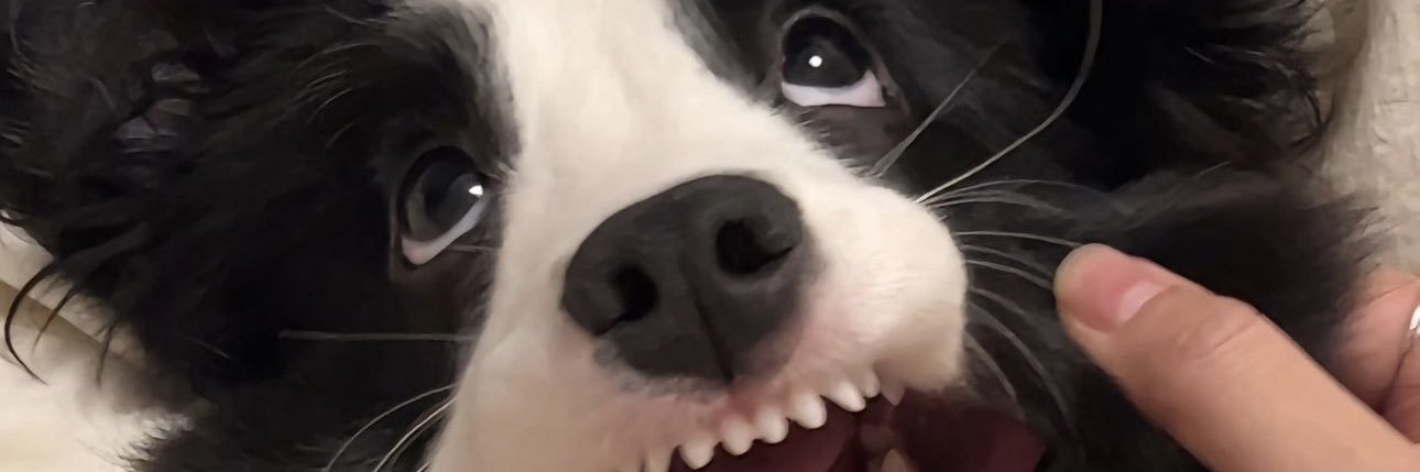 paulladeassis's profile banner image