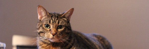 lindork Profile Banner