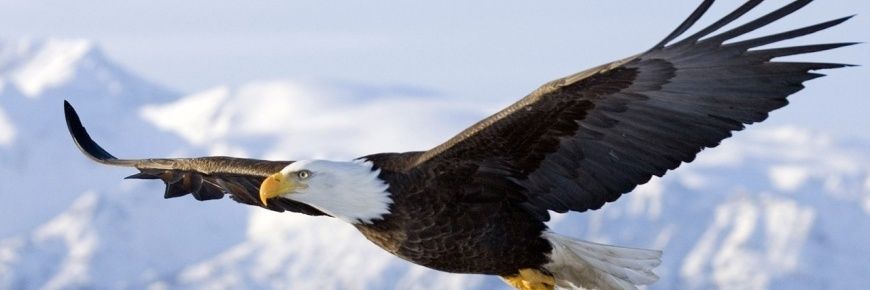 Aleandra 🦅 🇮🇹 banner