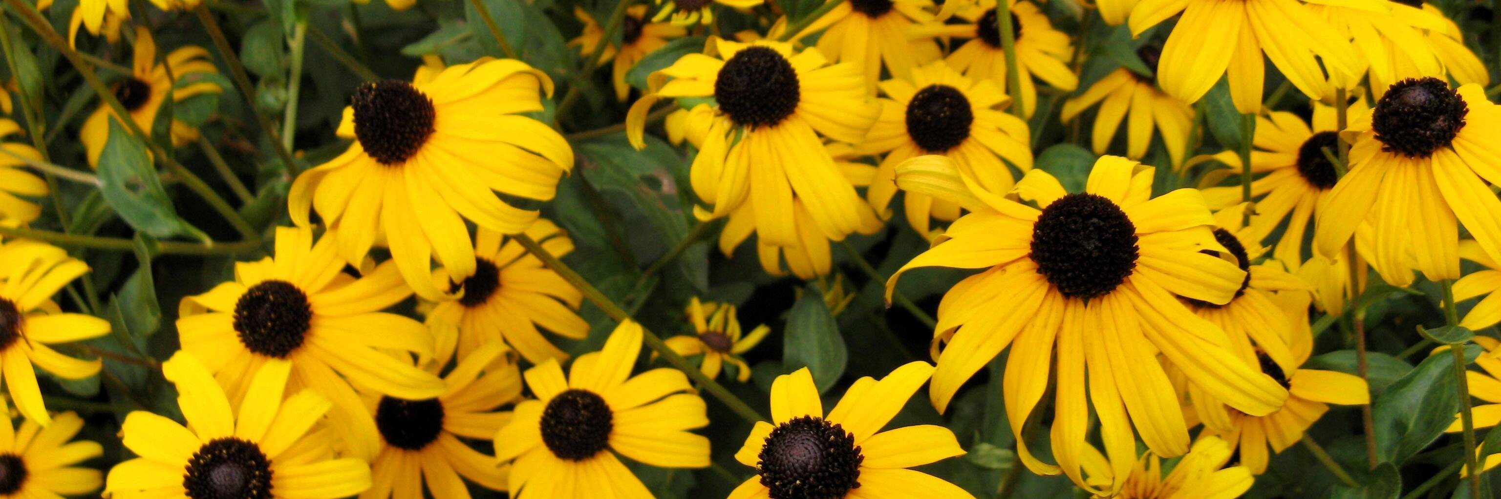 BG Parks & Rec banner