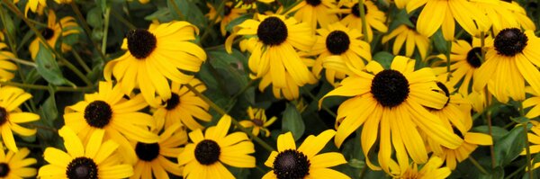 BGParks Profile Banner