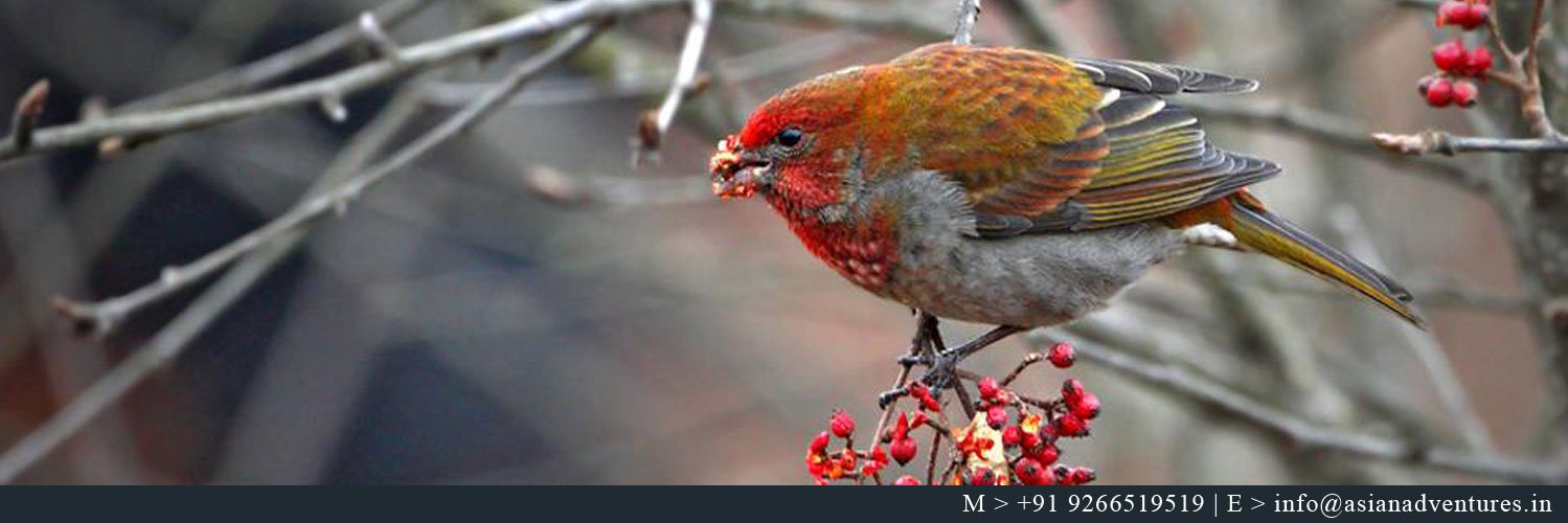 SatTalBirding's profile banner image