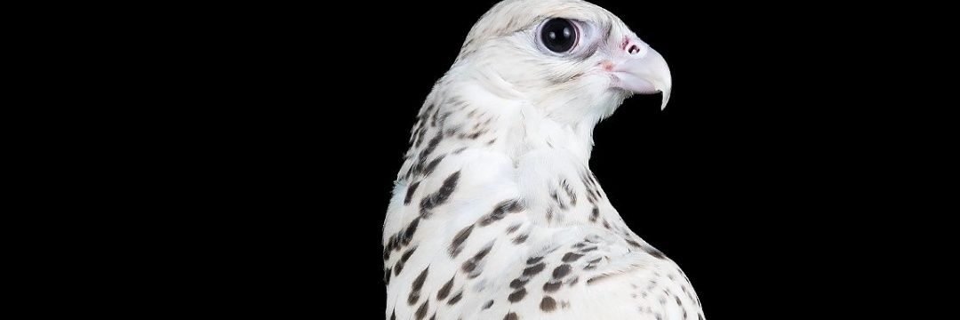 محمد الربيعة banner