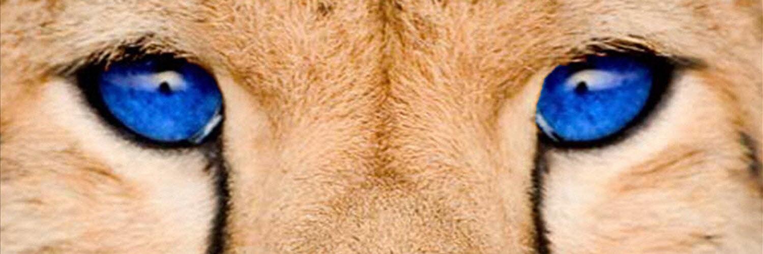 RobertKCole's profile banner image