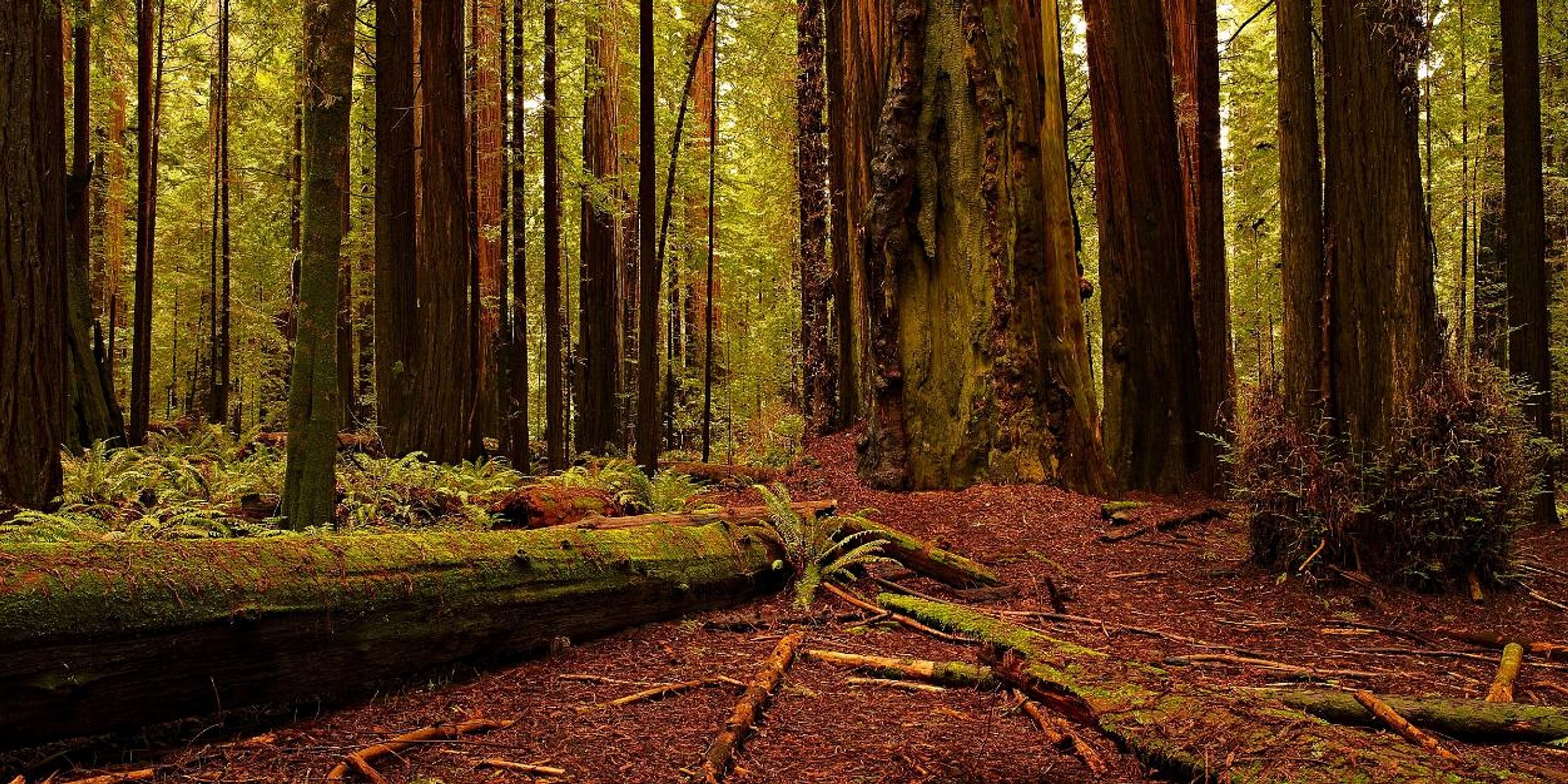 dedeynmanu's profile banner image