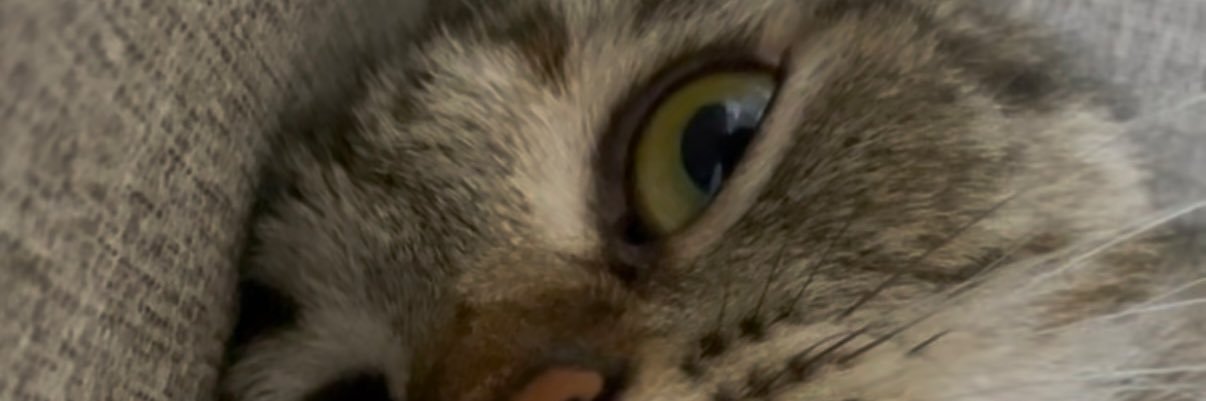 dscyyyyy's profile banner image