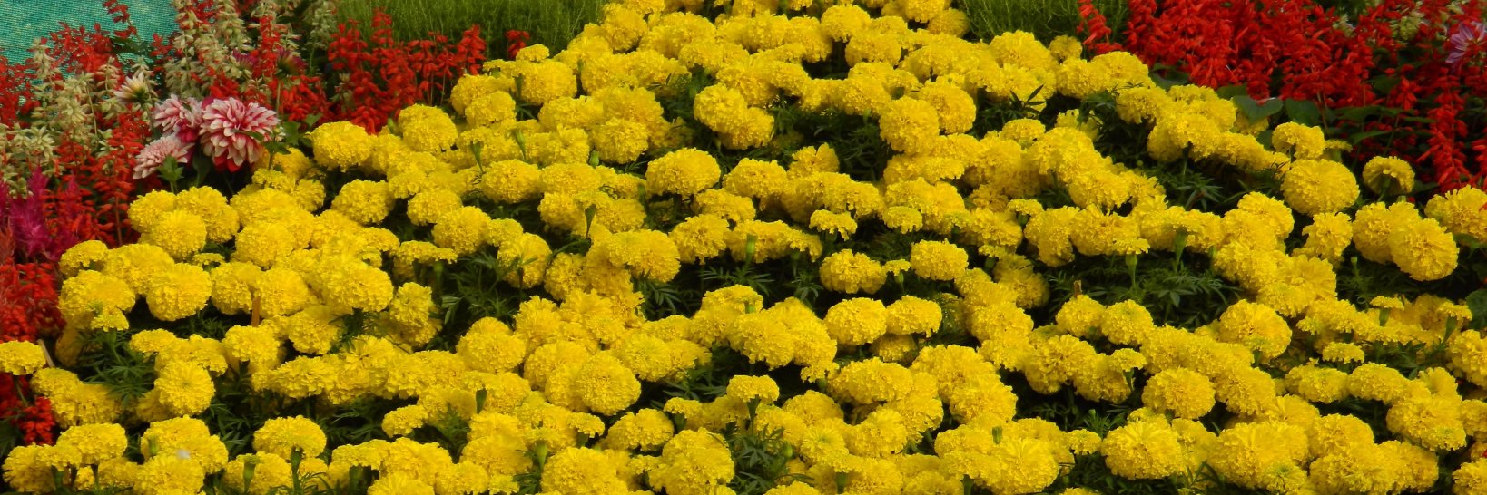 NHegde25's profile banner image