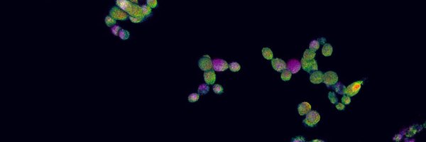 lindskalan Profile Banner