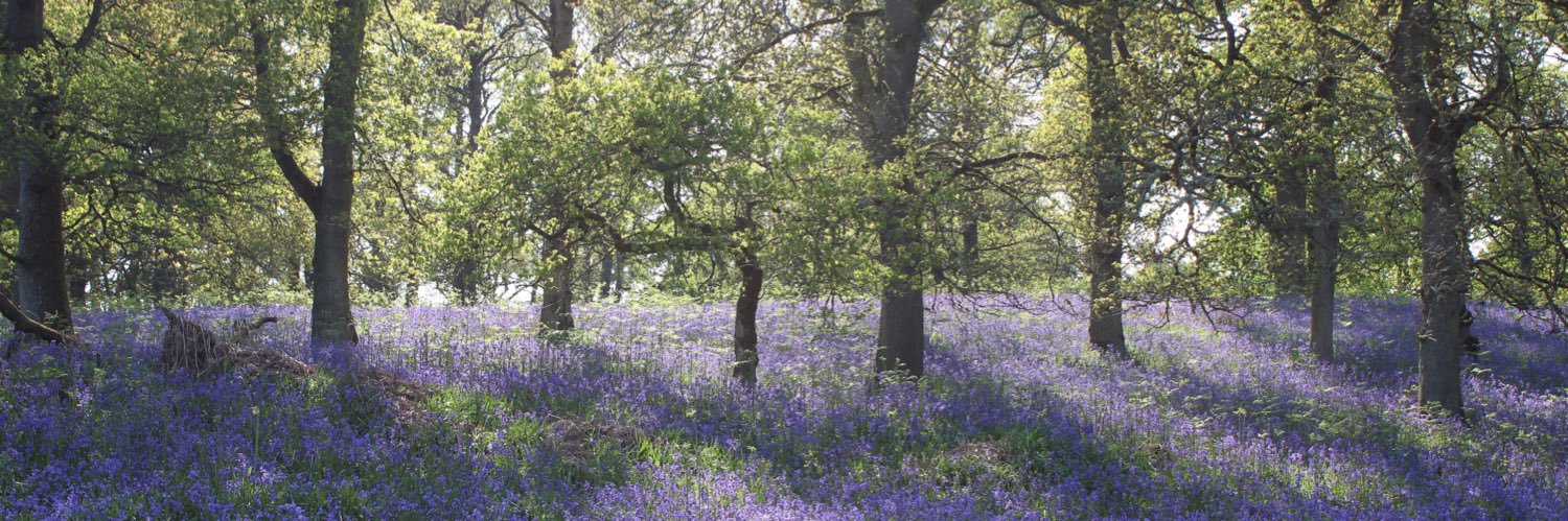 Nidia Rodriguez banner