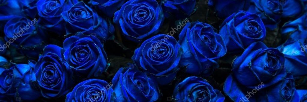 EmanuelaFBS's profile banner image