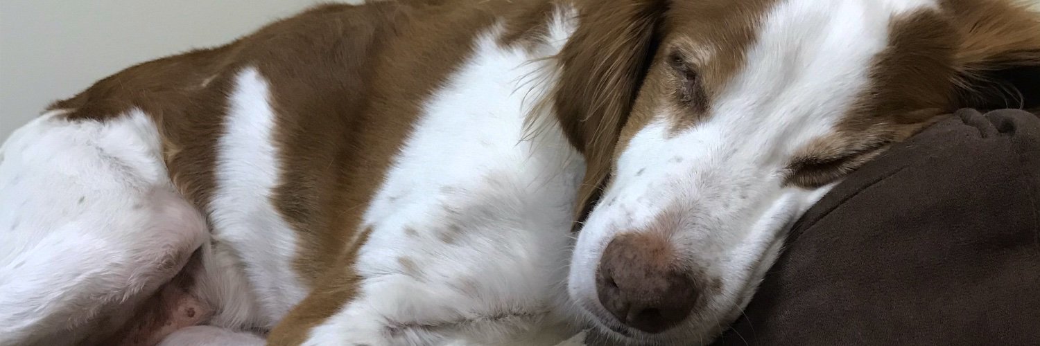 SarahJSkaggs's profile banner image