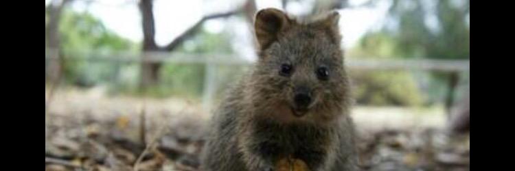 QuokkaRev banner