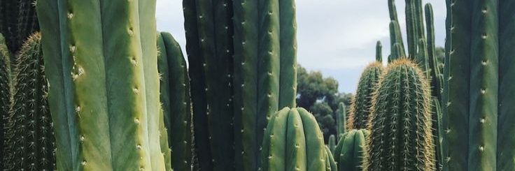 luisaleyva21's profile banner image