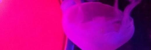 Himmelsherrin's profile banner image