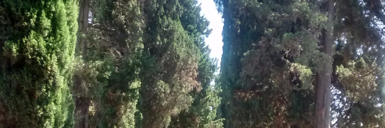 Ana Paíno Carmona banner