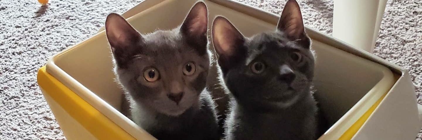 Chelsea Czegledi banner