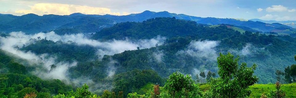 Forest of Hope (FHA) banner