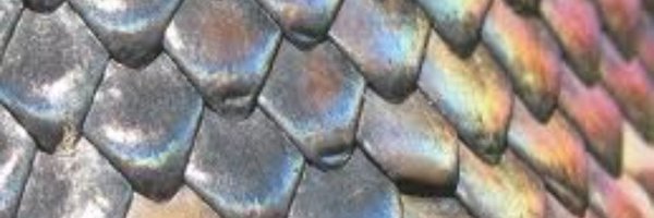 FuzzOficial Profile Banner