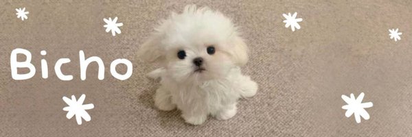 BichoCoinSOL Profile Banner