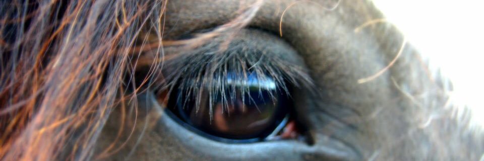 StrawberryCreekWitch banner