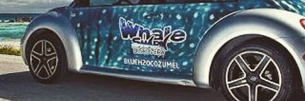 Cozumel Whale Shark Tours and Scuba Experts Profile Banner
