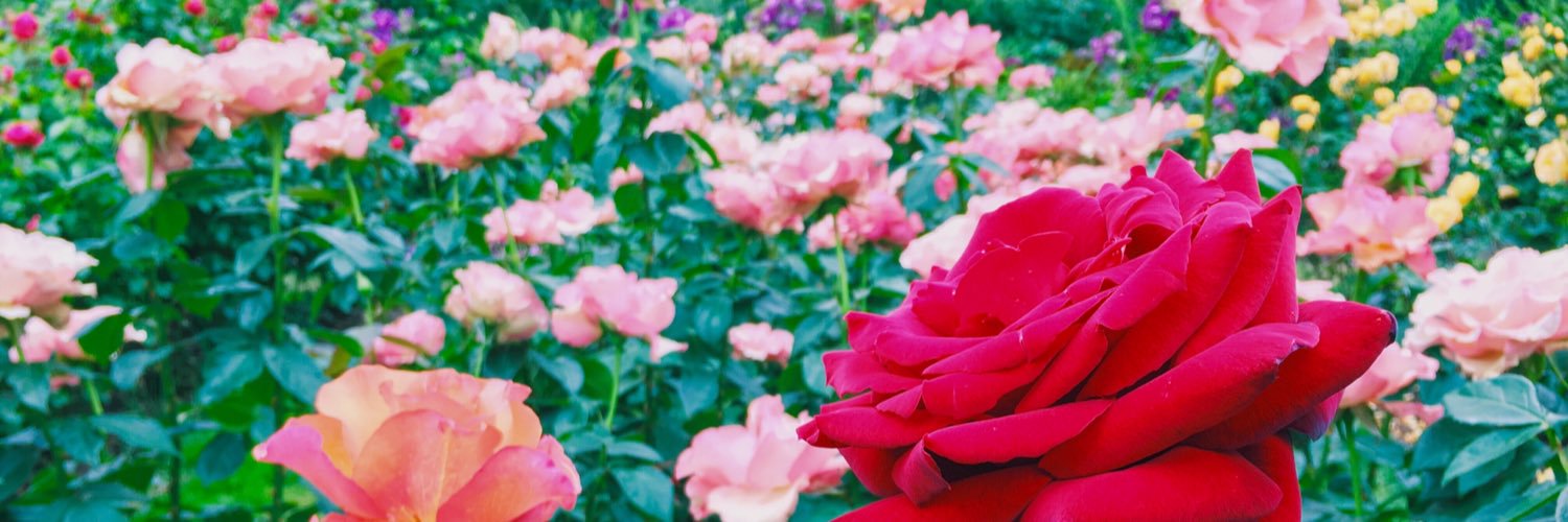 CourtneyGabel's profile banner image