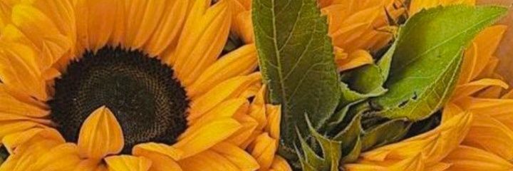 EveeeP1's profile banner image
