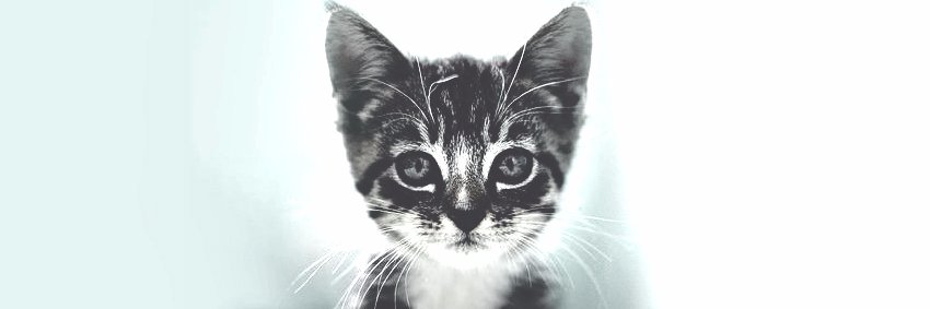 digdaraya's profile banner image