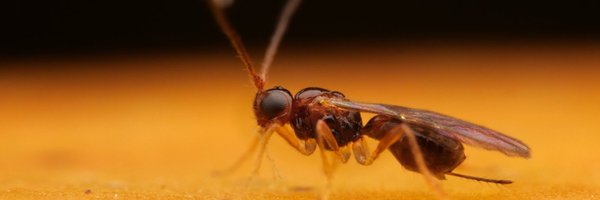 ParasitoidWebs Profile Banner