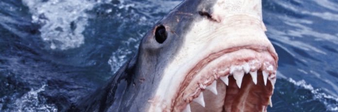 Big $hark $hooter🦈 🇫🇷🇫🇷 banner