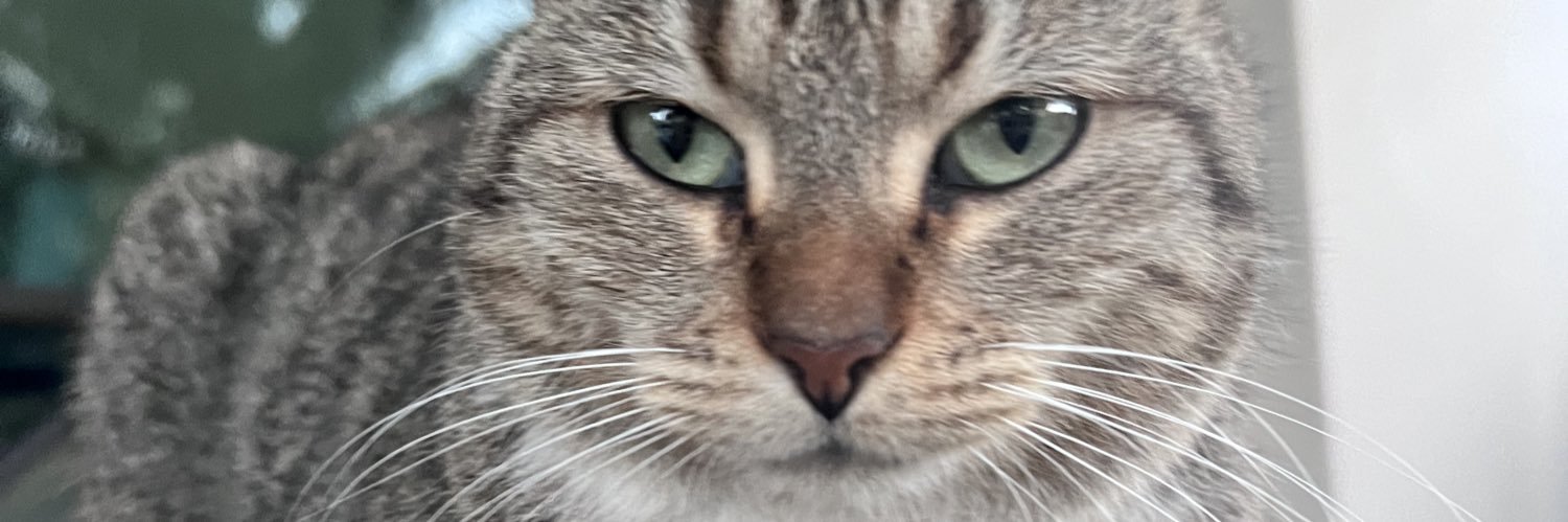 danielasalfer2's profile banner image