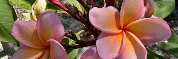 pattypullias Profile Banner