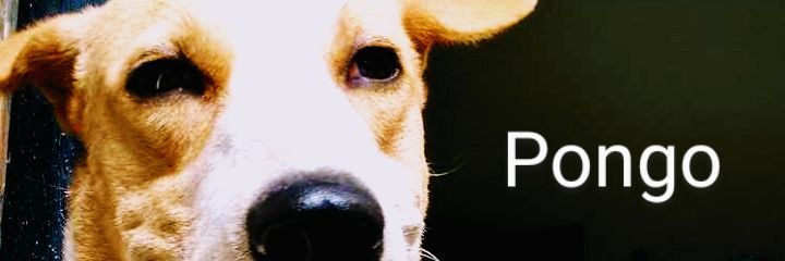 FMirelles's profile banner image