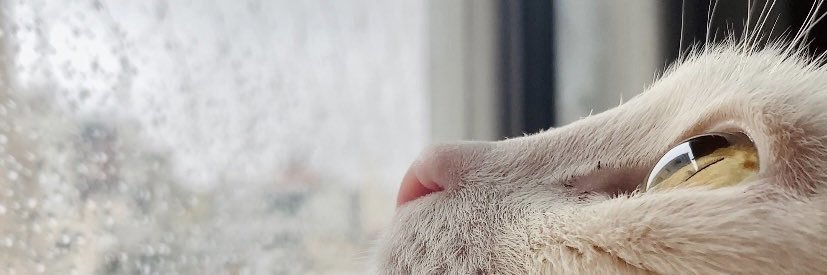 LamonLaura's profile banner image