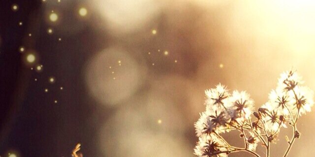 AninalroohCom's profile banner image
