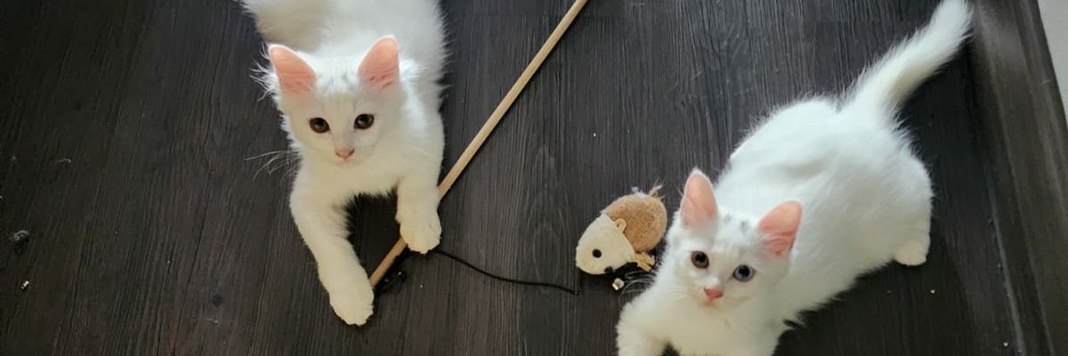 Unknown banner