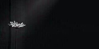 BeeBooSMSM's profile banner image